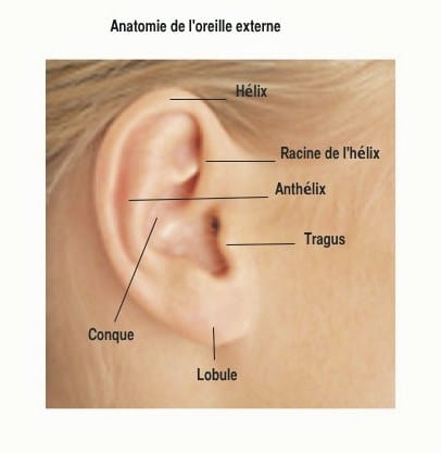 pour comprendre l'oreille décollée