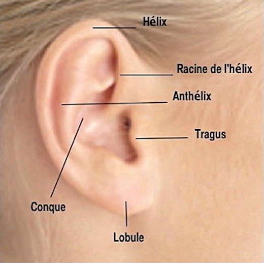 Anatomie de l'oreille pour comprendre le mécanisme du décollement