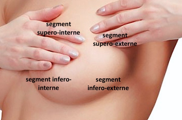 Zones ou segments anatomiques d'un sein normal