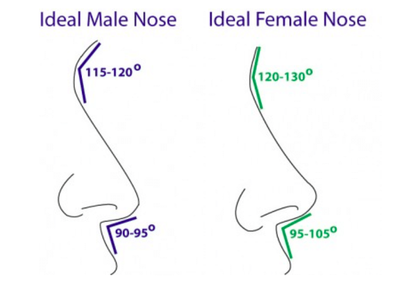 comparaison-anatomie-nez-homme-femme